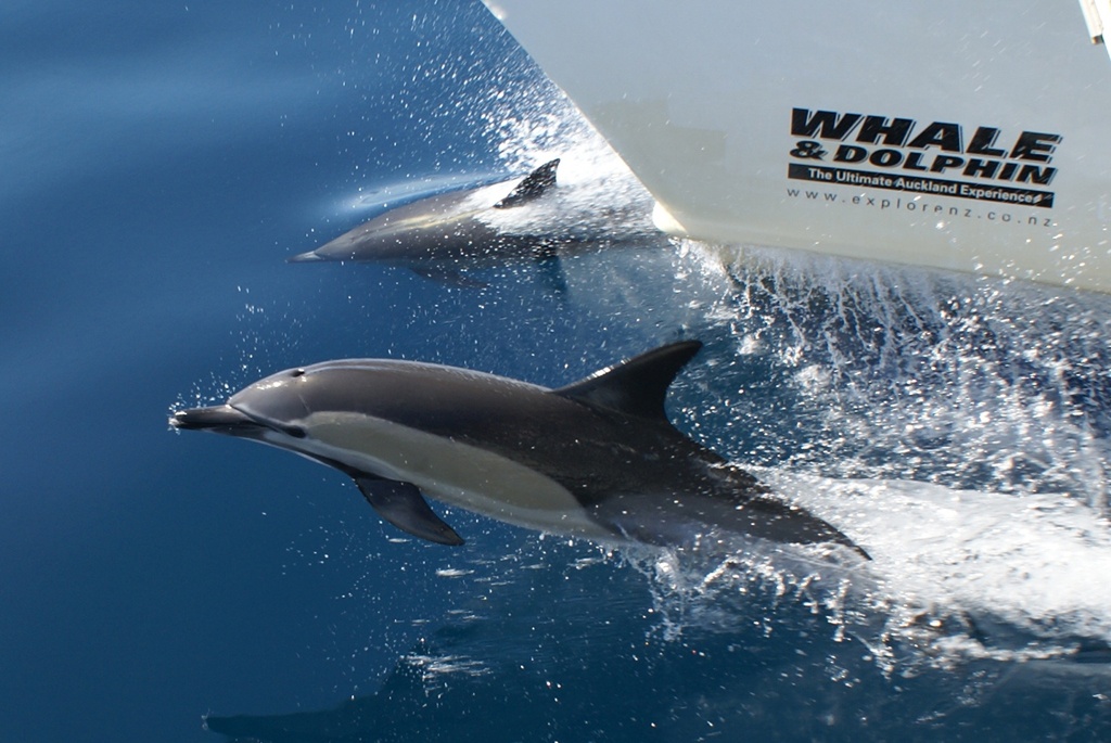 ATEED tourism update - whale and dolphins