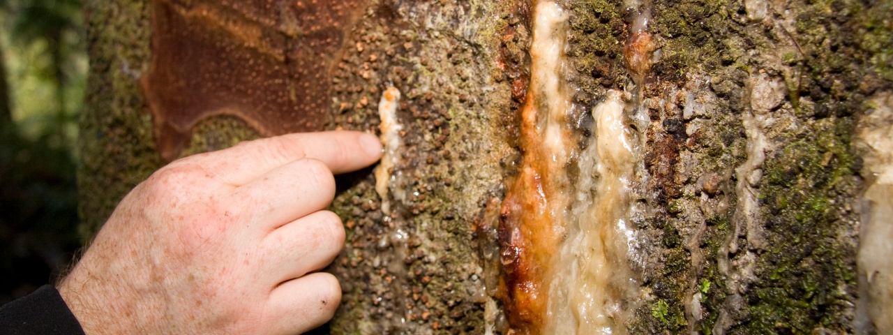 h-Kauri_dieback_Bleeding_lesion