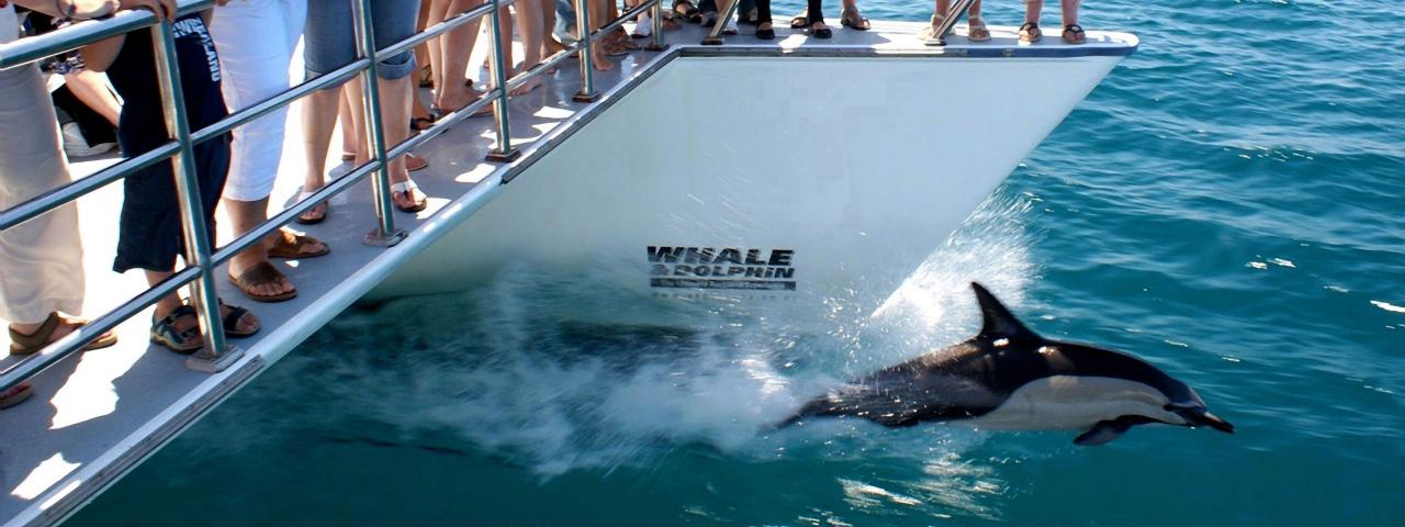 Auckland Dolphin tour