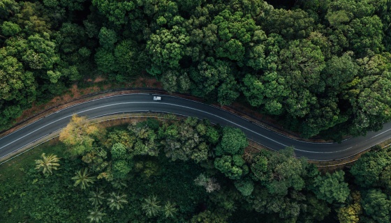 Car on a road in the middle of the forest